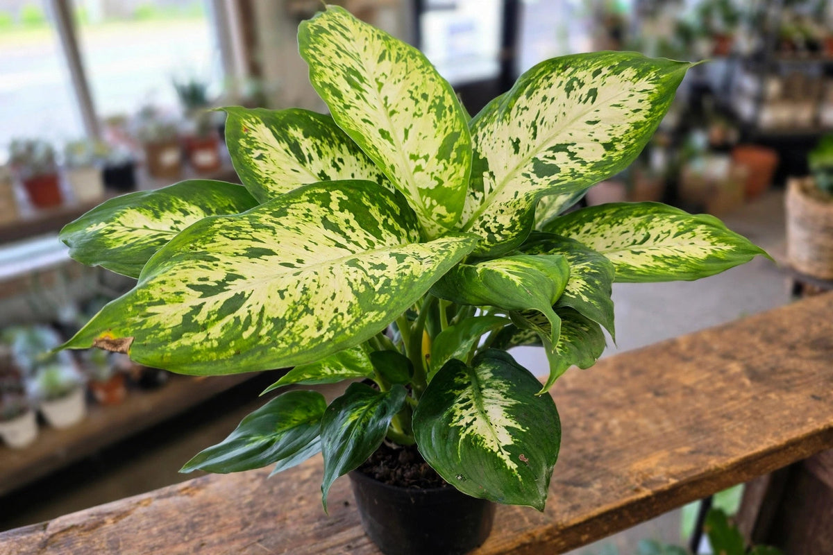 Dieffenbachia Perfection