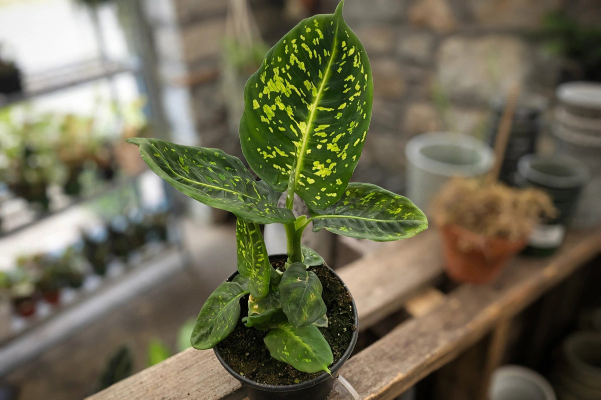 Dieffenbachia Reflector