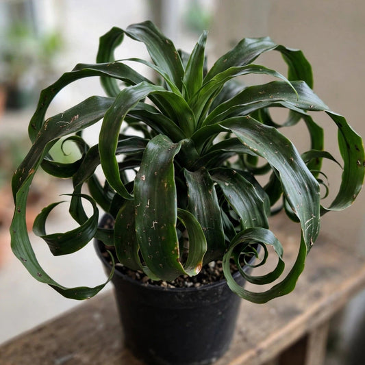 Dracaena Dragon Tornado