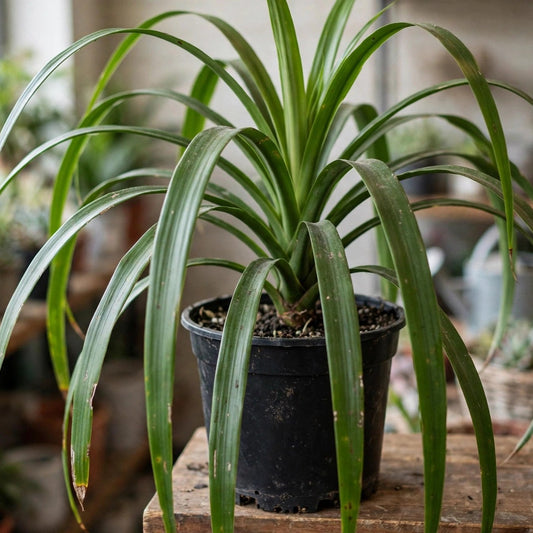 Dracaena Green P