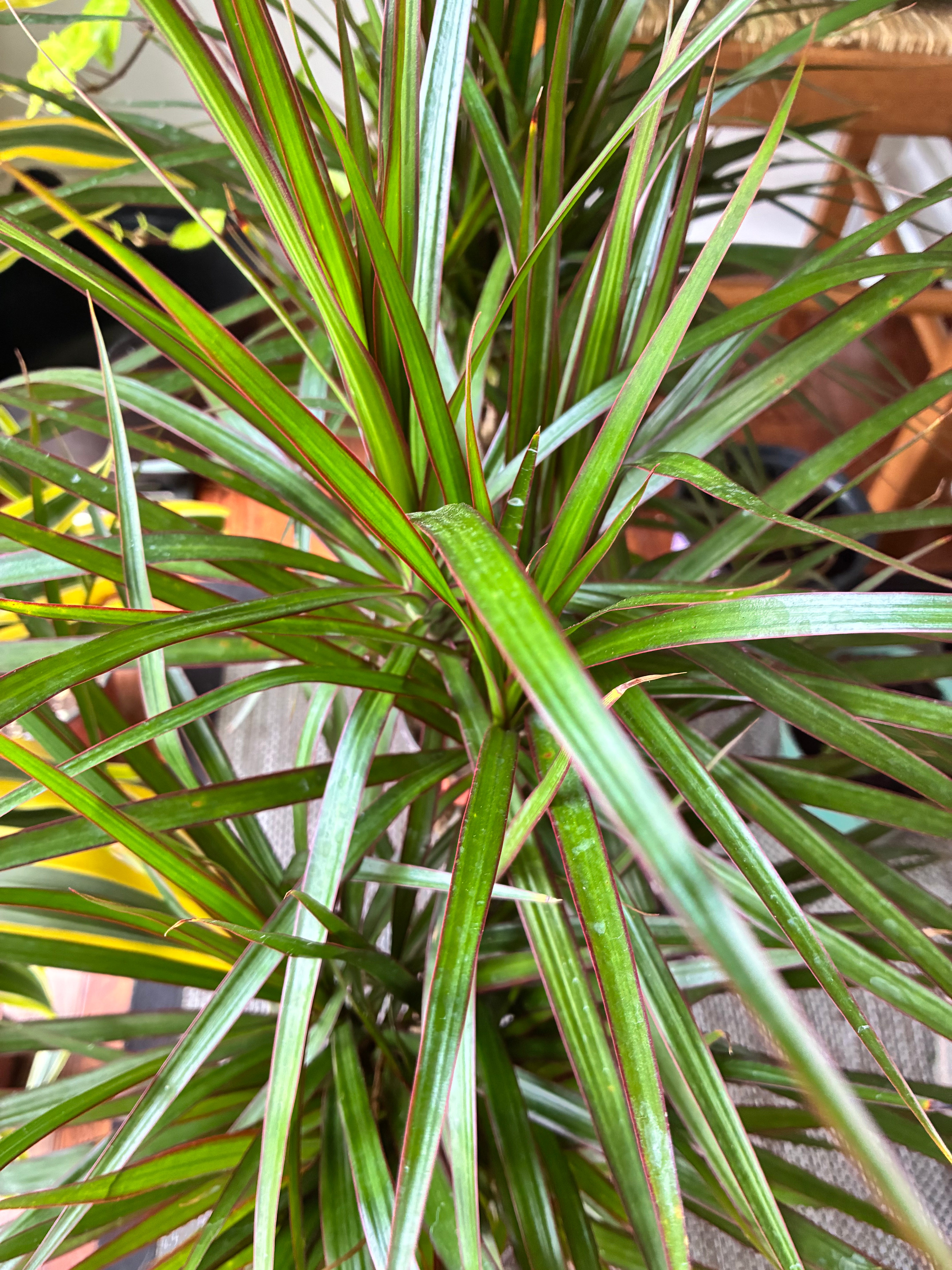 Dracaena Marginata Cane set 6" - toxic