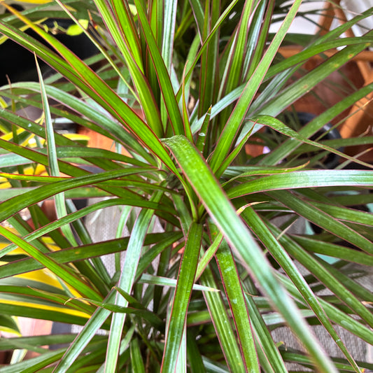 Dracaena Marginata Cane set 6" - toxic