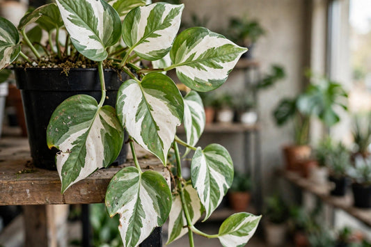 Epipremnum Albo Variegated