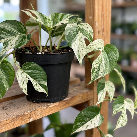 Epipremnum Pinnatum Marble Flame