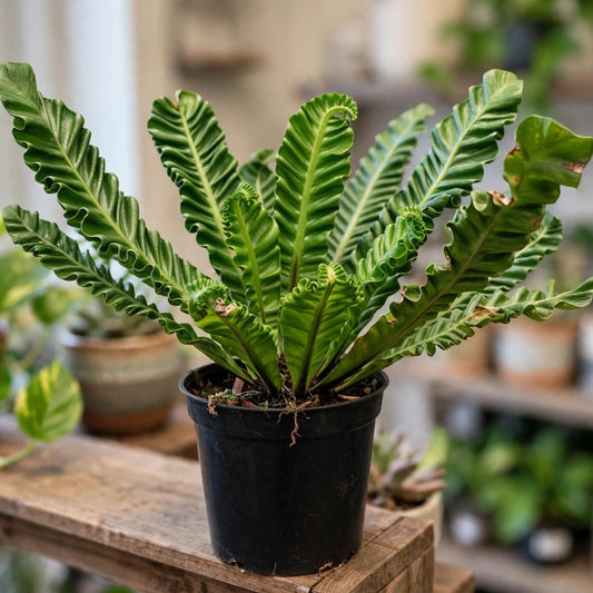 Cobra Fern