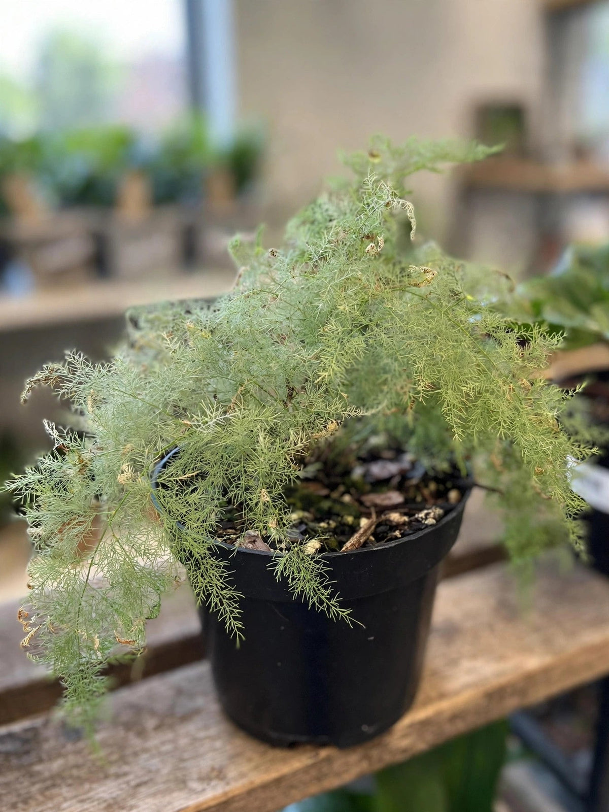 Plumosa Fern
