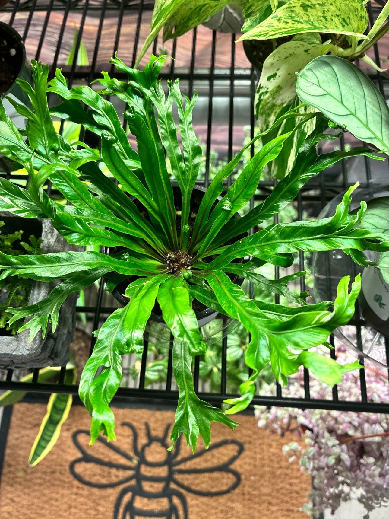 Victoria Bird's Nest Fern at the Grow Pro booth