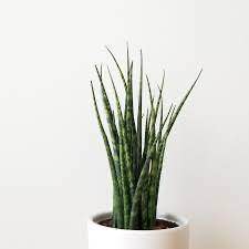 Sansevieria Fernwood Hybrid 6" - toxic