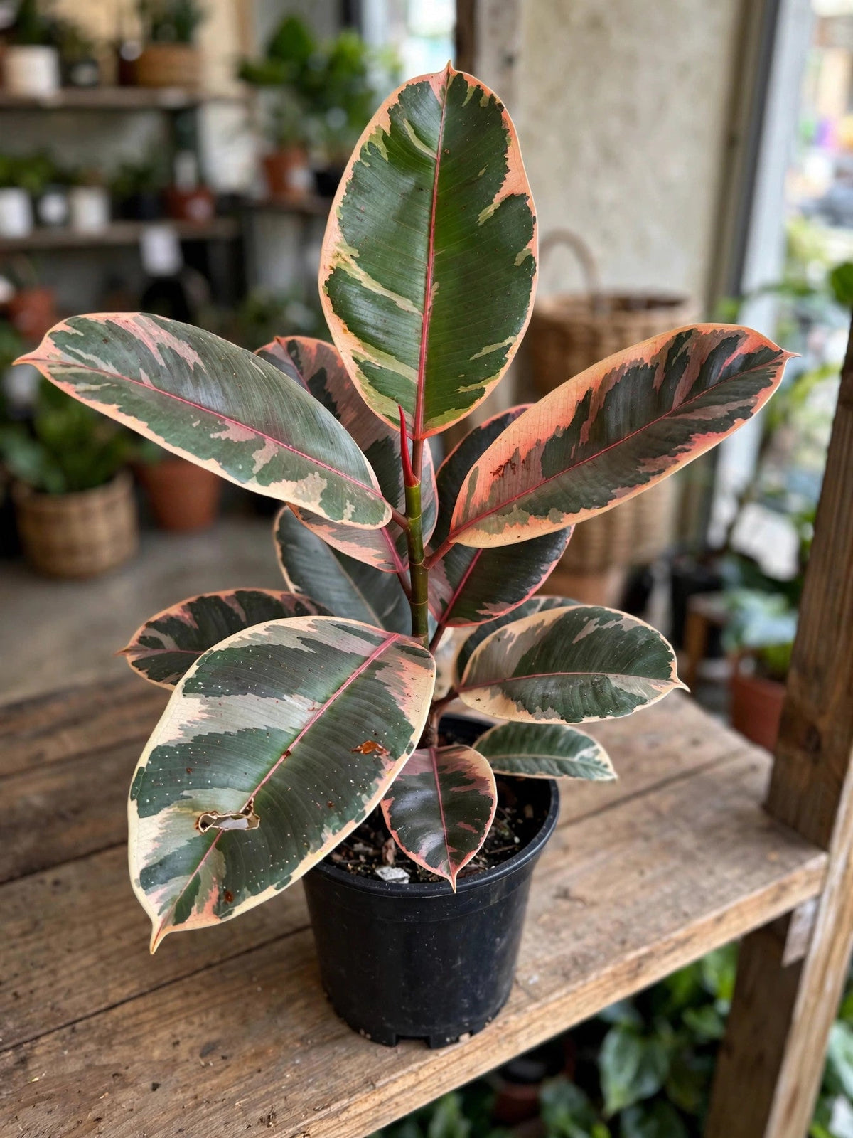 Ficus Rubber Ruby