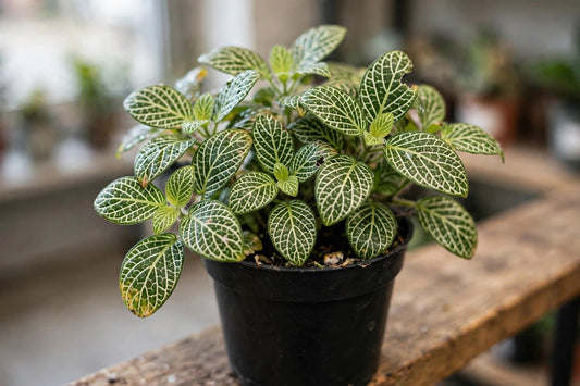 Fittonia