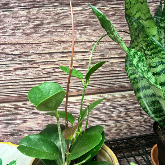 Hoya Australis at the Grow Pro booth