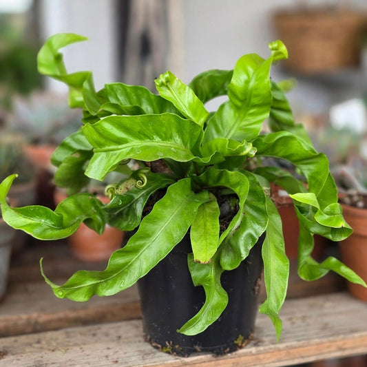 Hurricane Fern