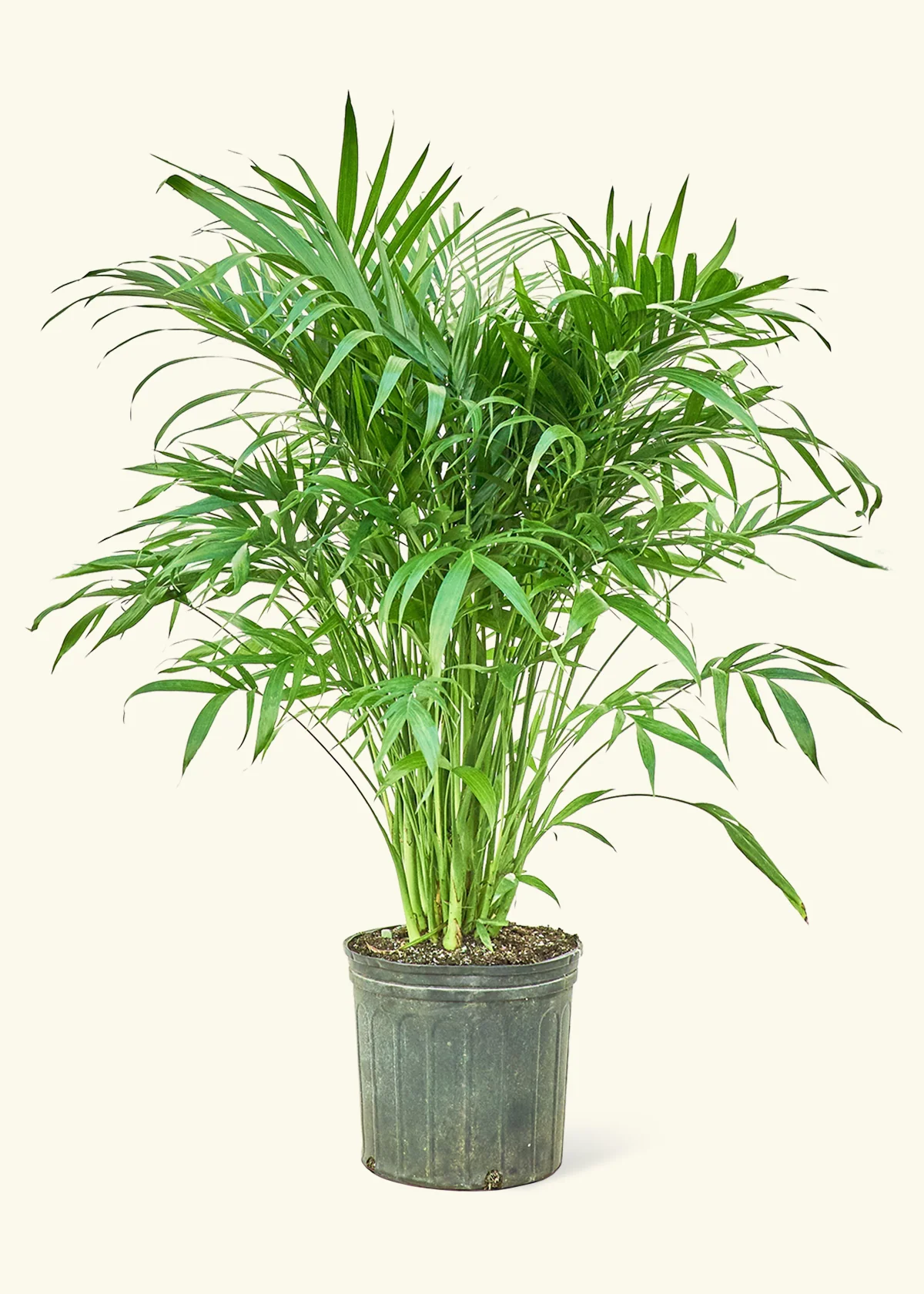 CAT PALM 10”  Non-Toxic