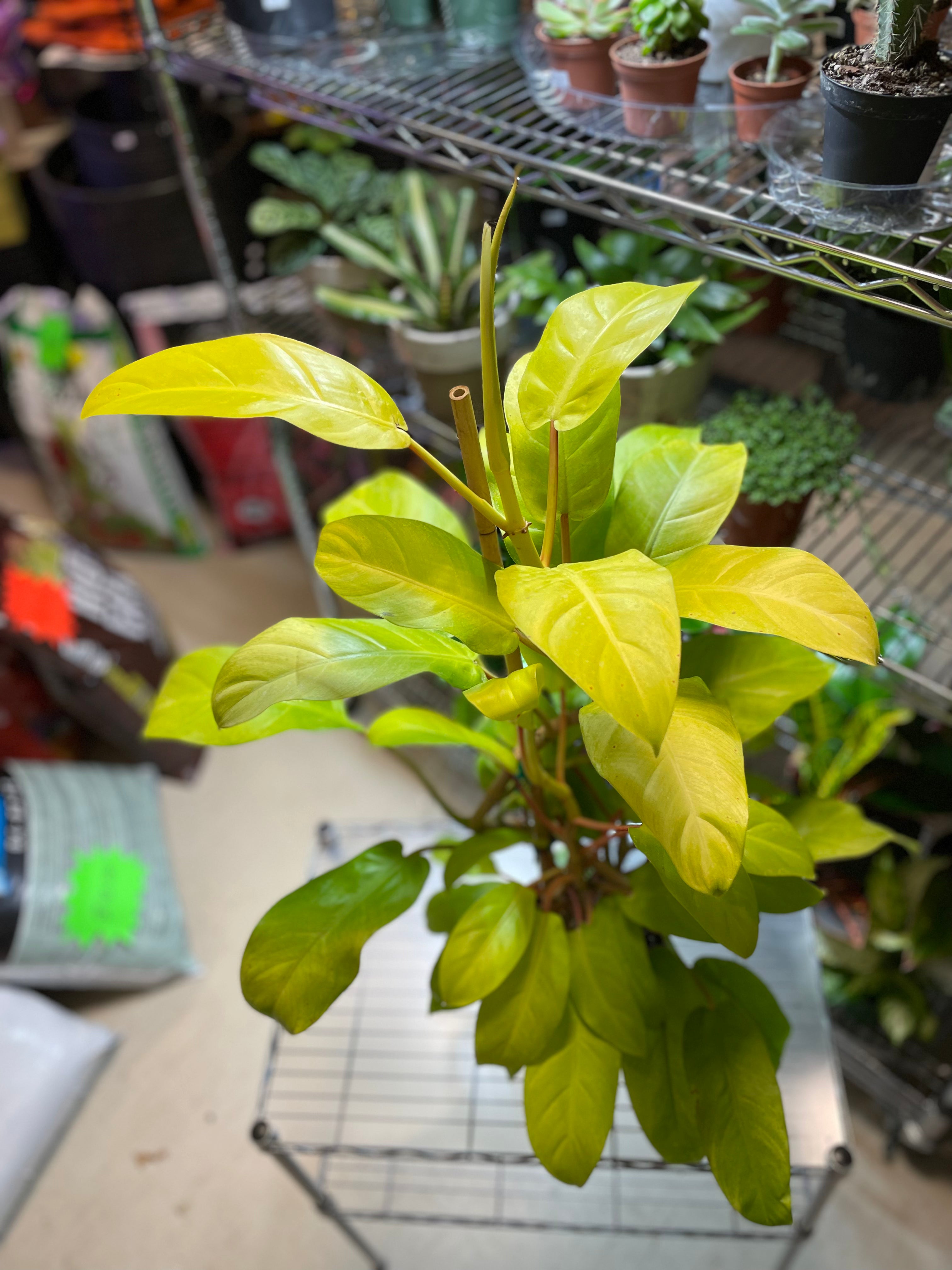 PHILODENDRON HYBRID LEMON LIME STAKE  6" - Toxic