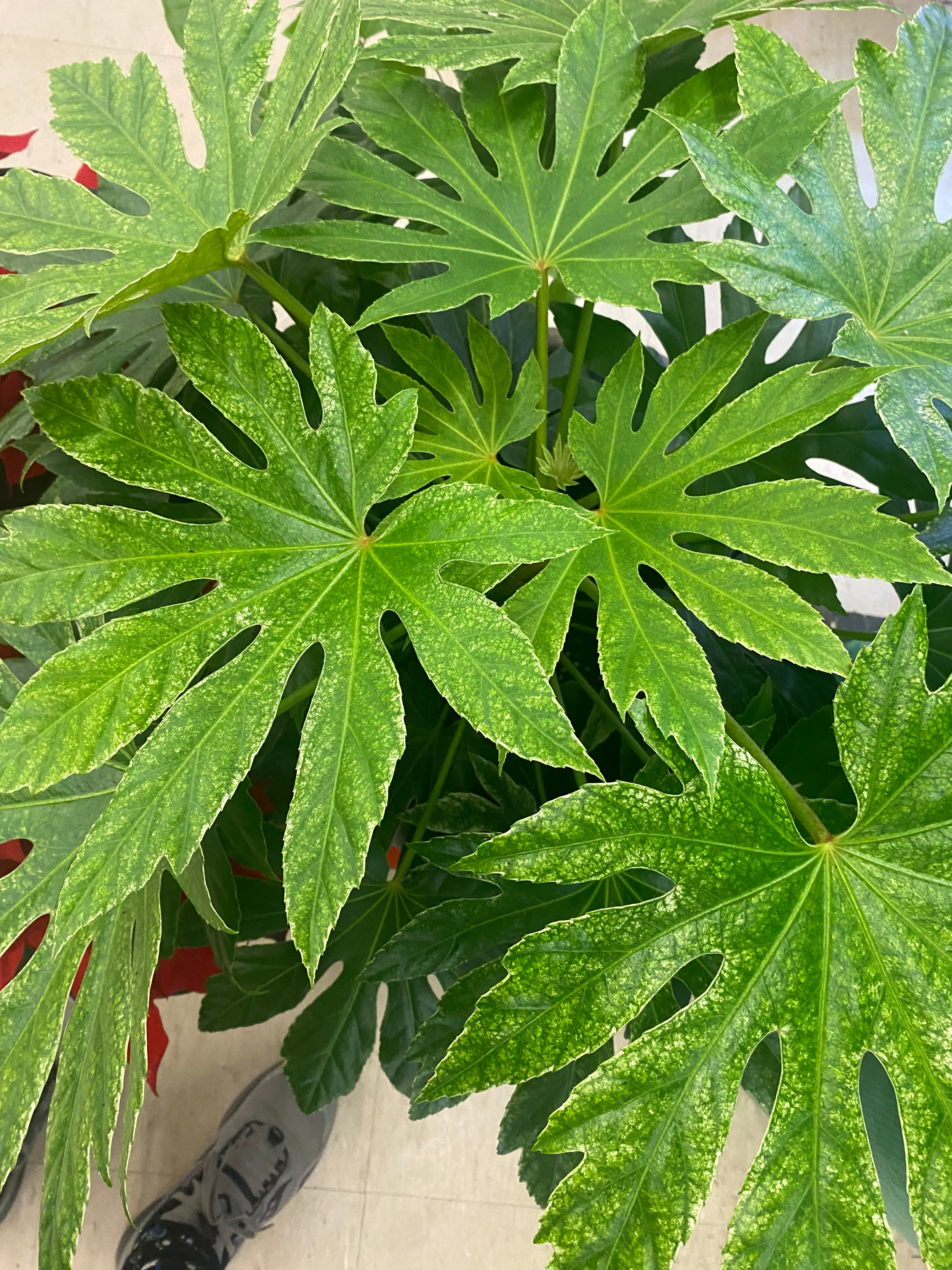 Fatsia Japonica Siperweb Plant 8”