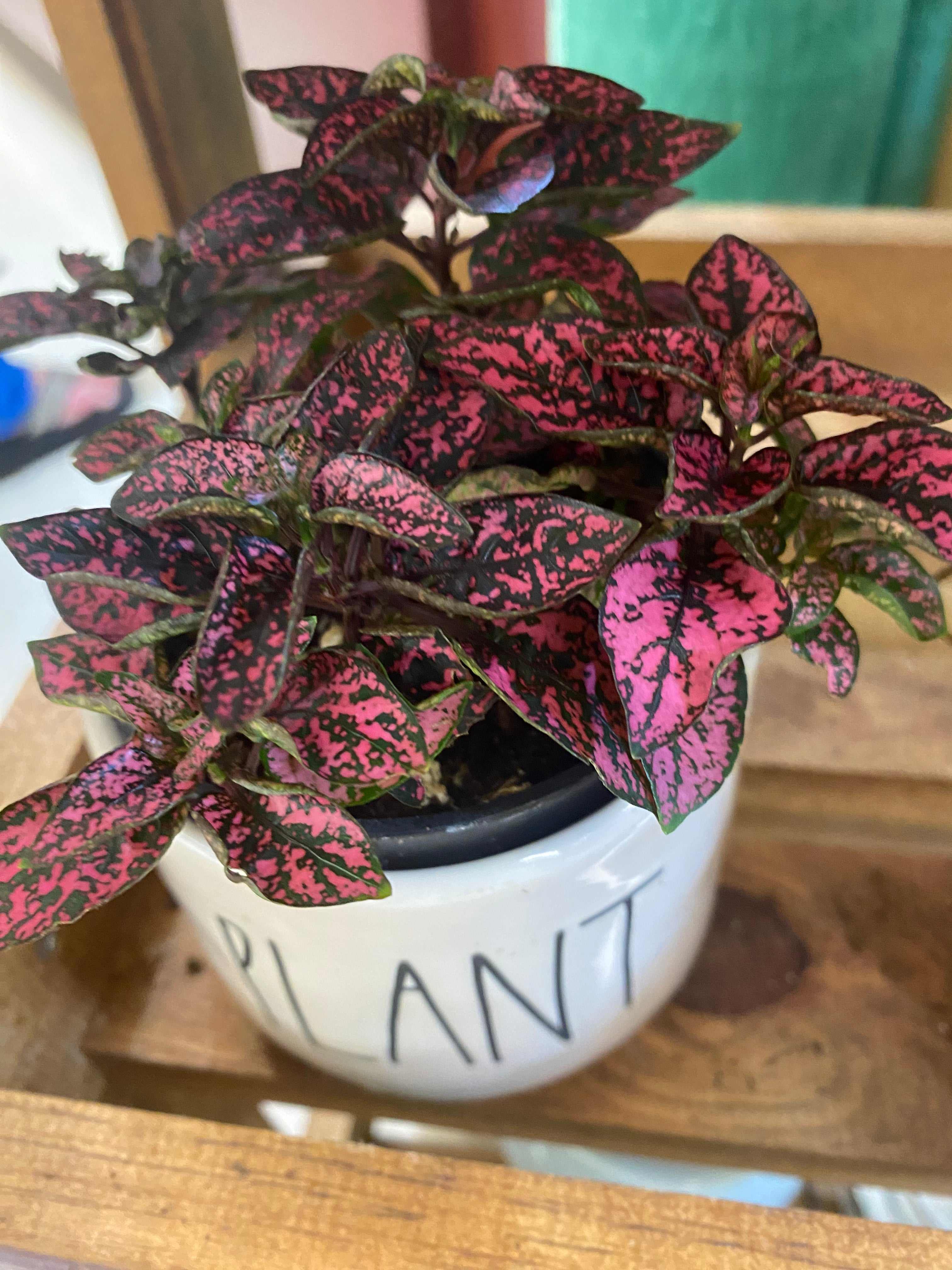 Hypoestes aka Polka Dot Plant 3.5” - non-toxic