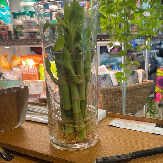 Lucky Bamboo Straight various
