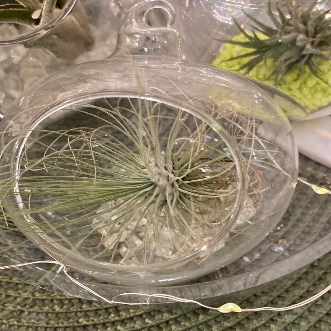 Air Plant small- Non-Toxic