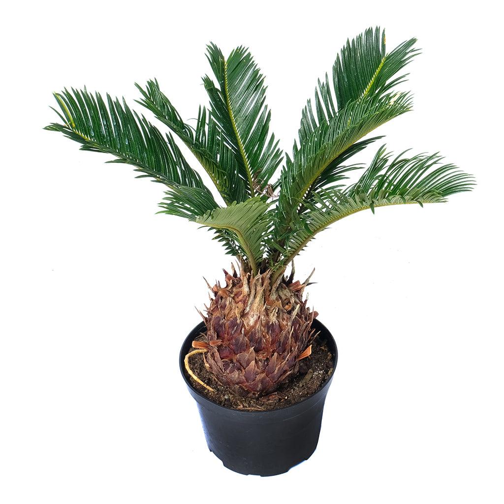 Sago Palm 4" - Toxic