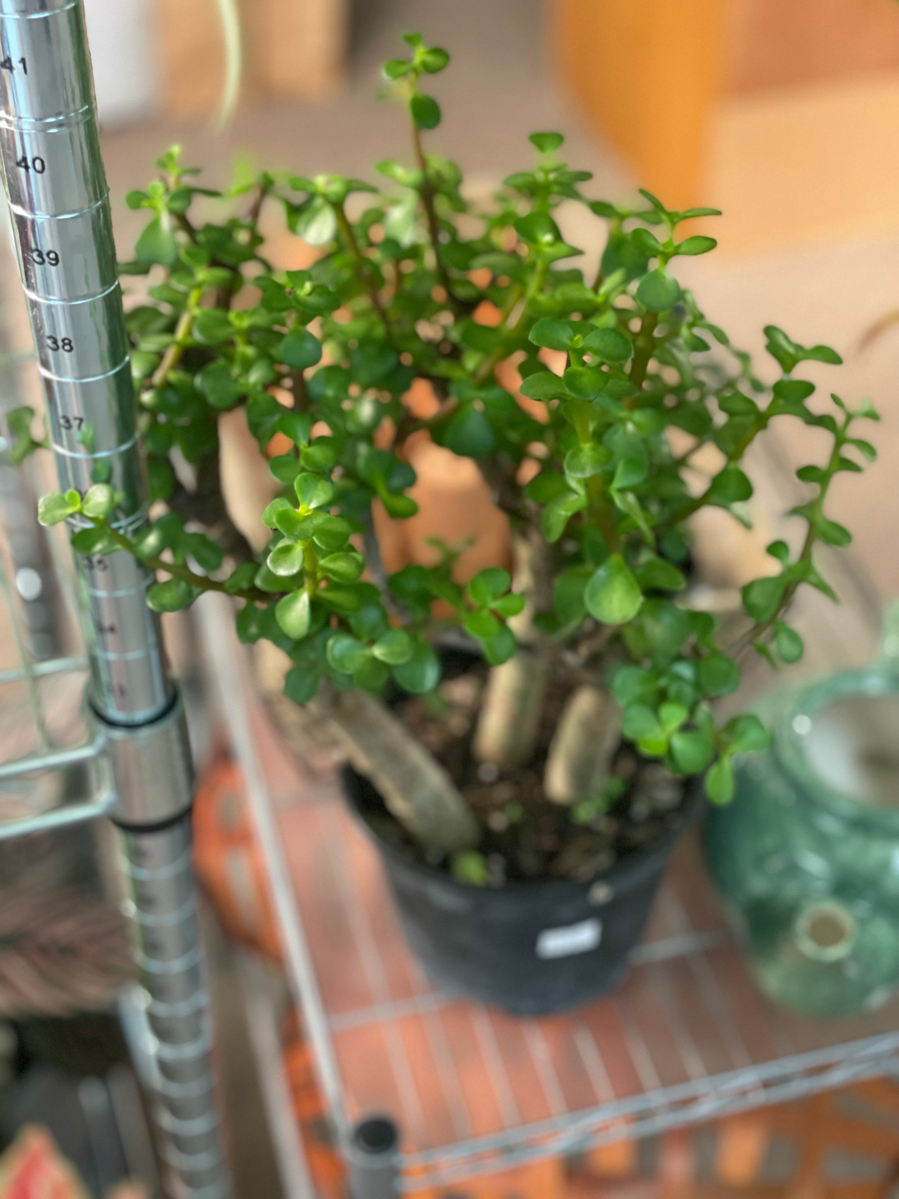 Portulacaria Afra Bush 6” - Non-Toxic