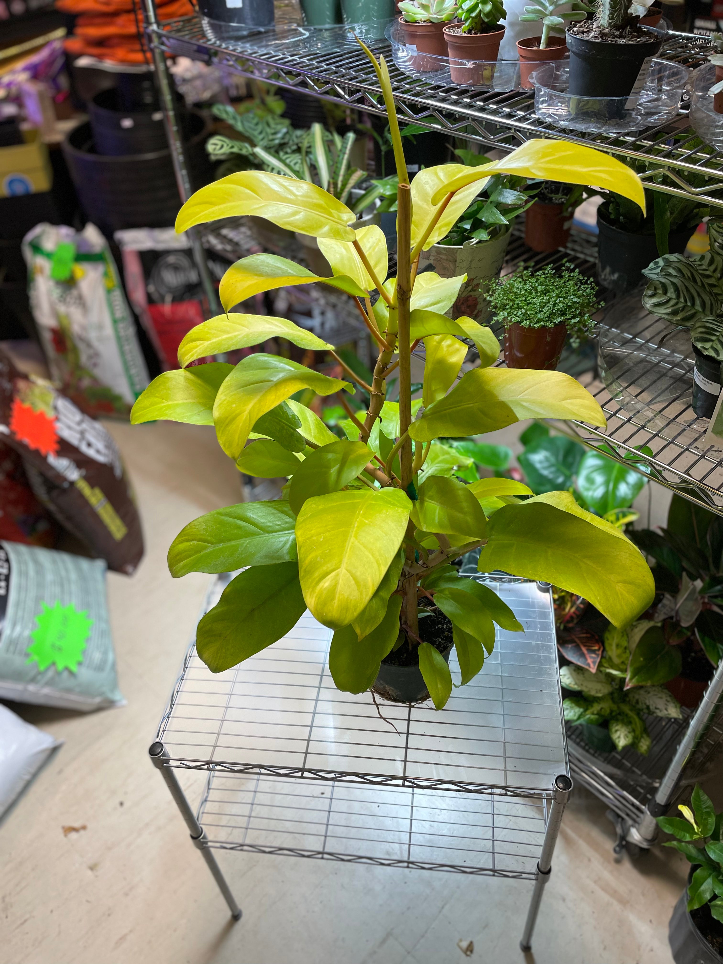 PHILODENDRON HYBRID LEMON LIME STAKE  6" - Toxic