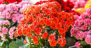 Kalanchoe 4"- toxic (Copy) - GROW PRO Equipment & Supplies 