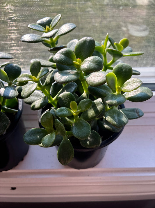 Jade Minima close-up, real photo