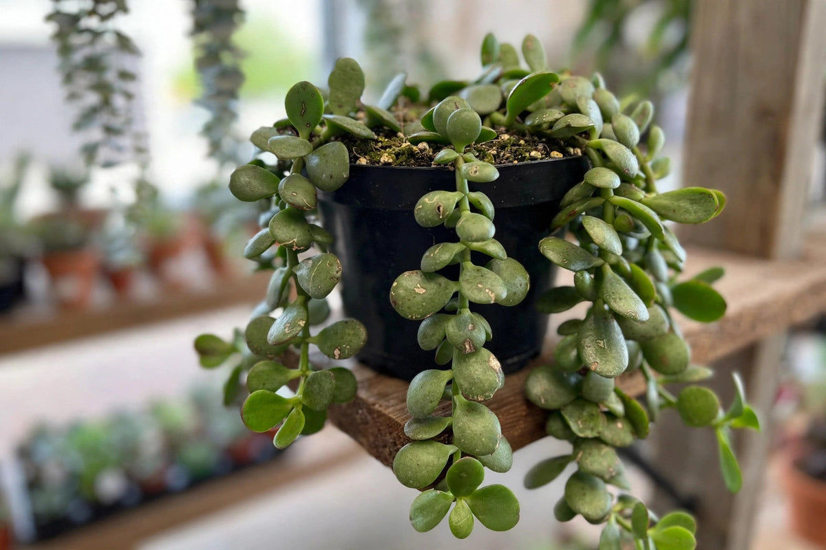 Jade Trailing