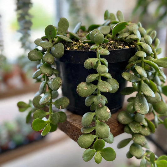 Jade Trailing