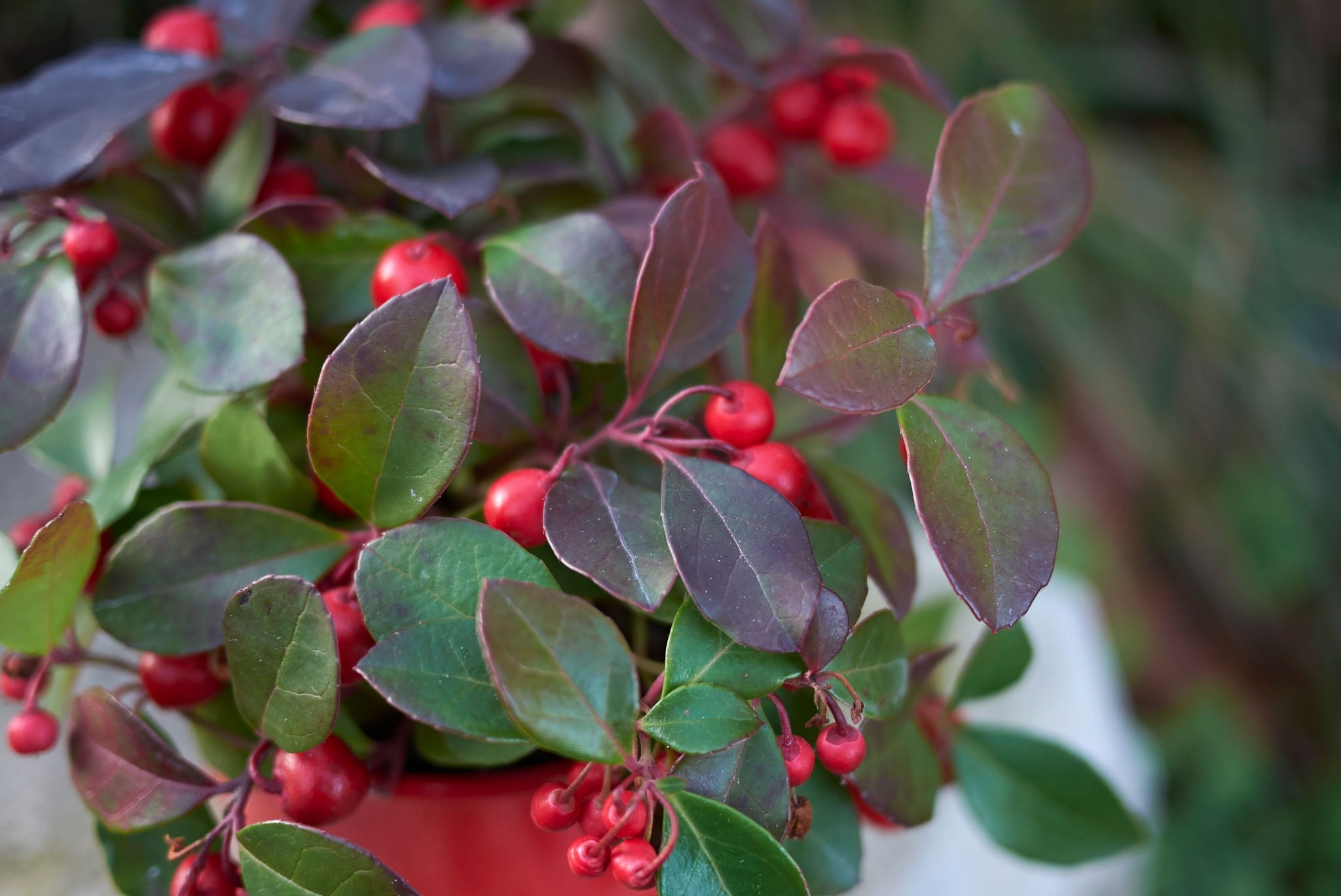 GAULTHERIA BUSH 4"