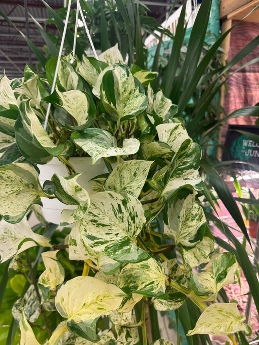 Pothos Manjula hanging basket at the Grow Pro booth