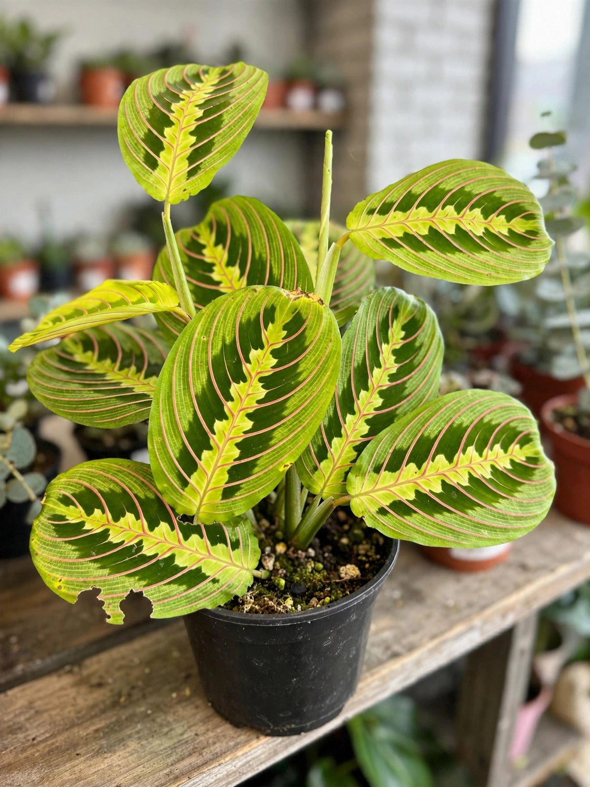 Maranta leuconeura Lemon Lime