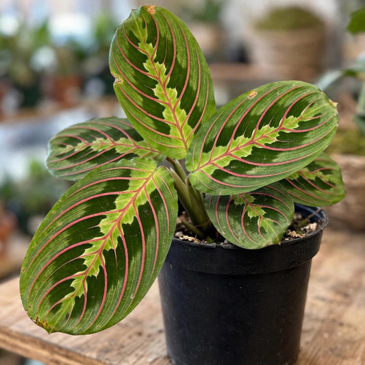 Maranta Red