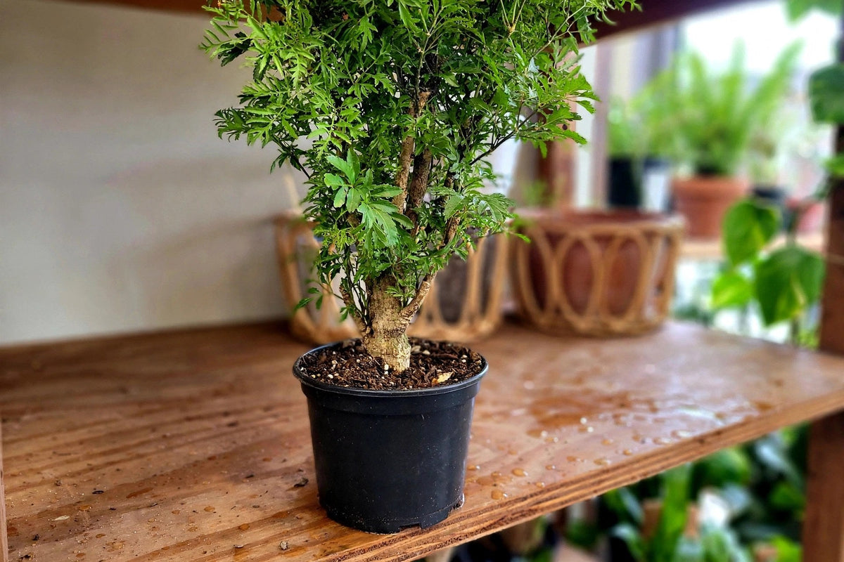 Ming Aralia