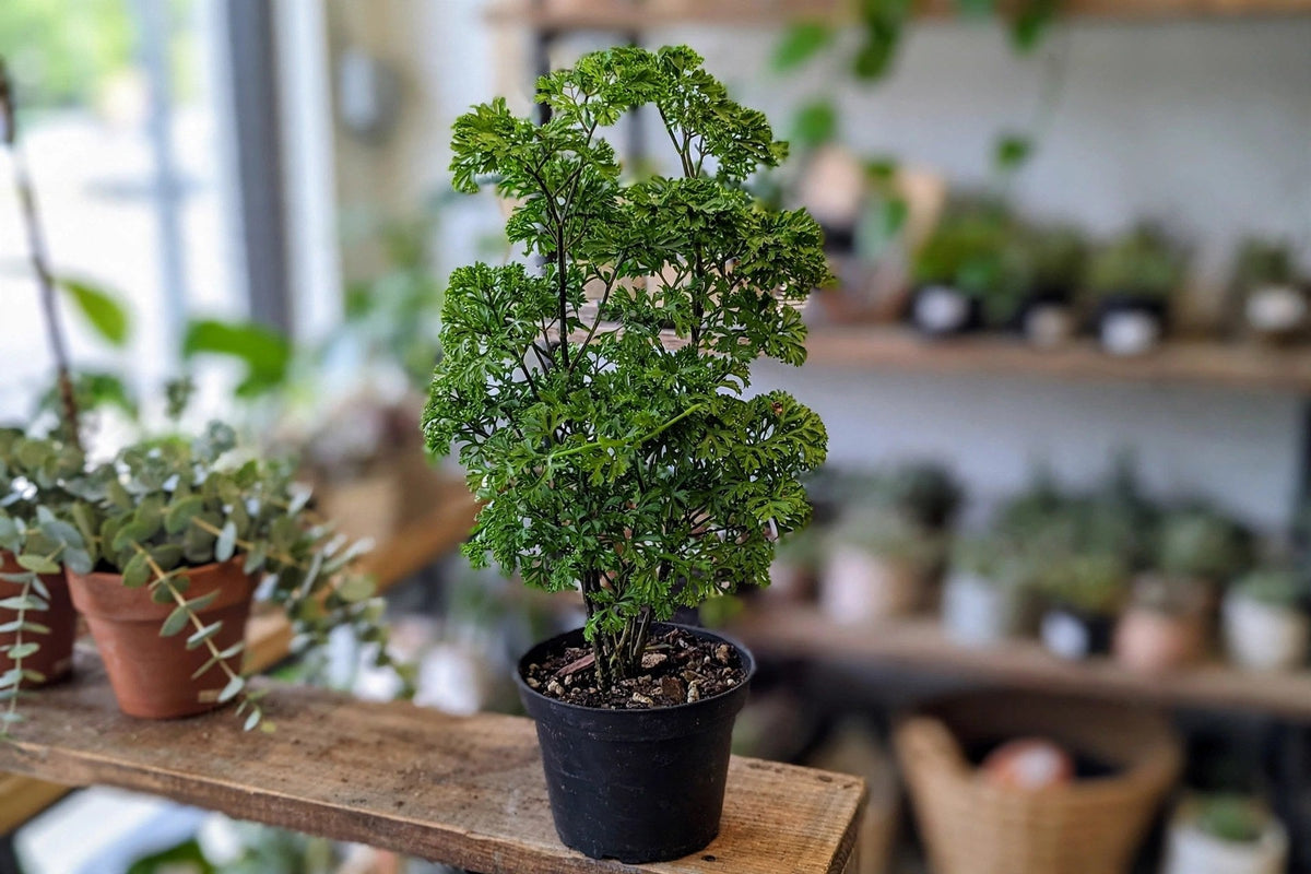 Aralia Parsley