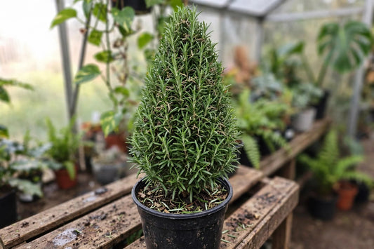 Rosemary Cone
