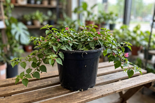 Bougainvillea 7" Vine