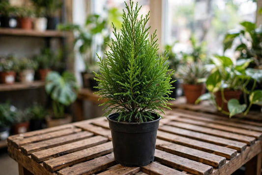 Cypress Lemon 4"