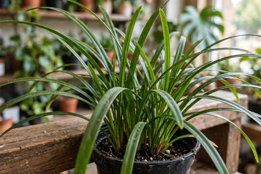 Liriope 6"