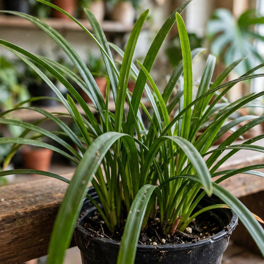 Liriope 6"