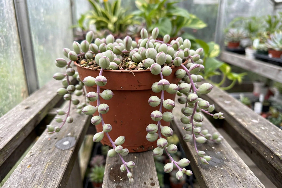 Senecio Purple Flush