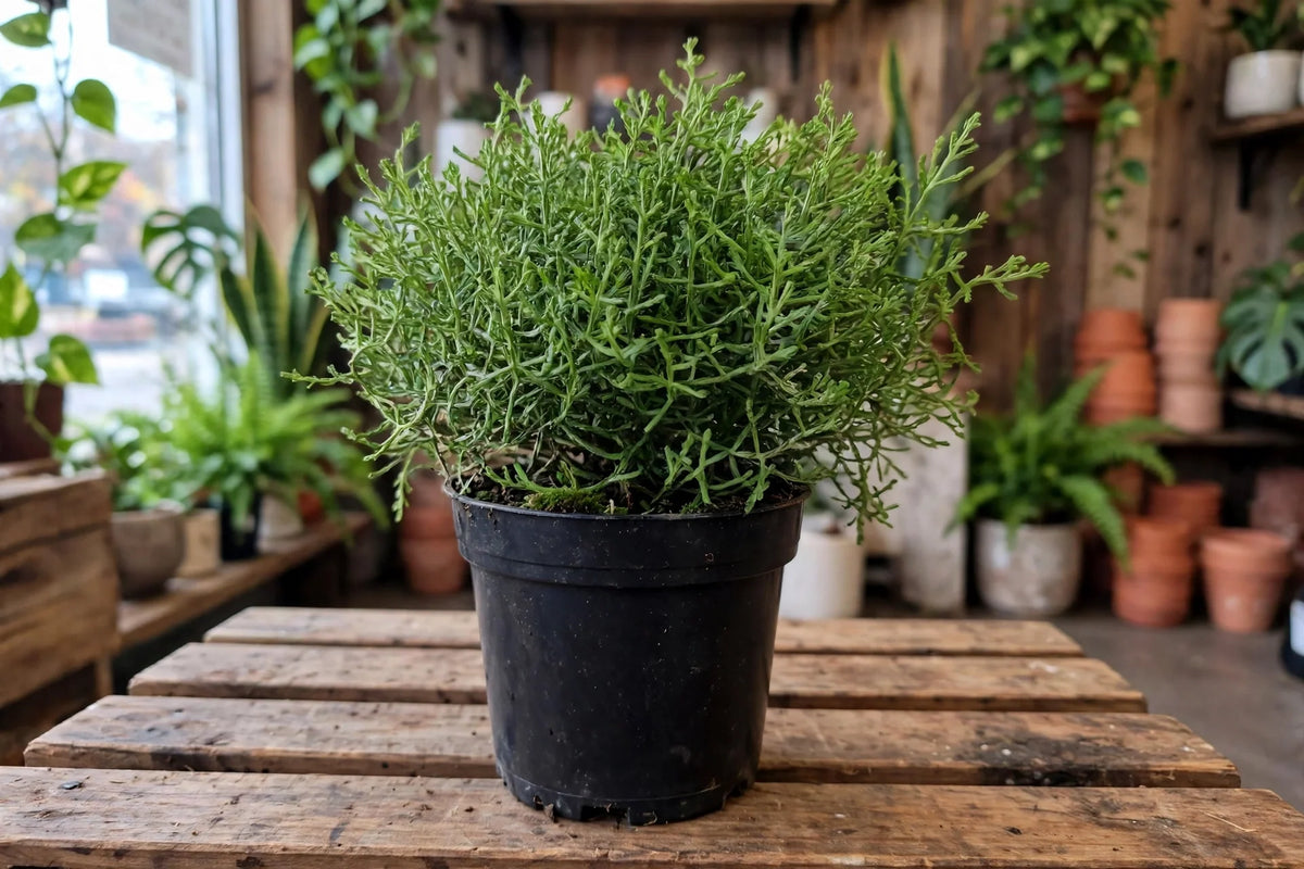 CALOCEPHALUS SILVER BUSH 4"