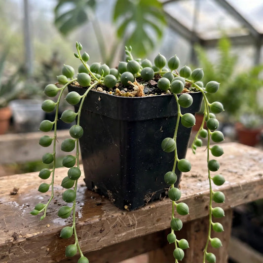Vertical Leaf Senecio 3.5"