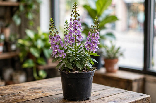 Angelonia 6"