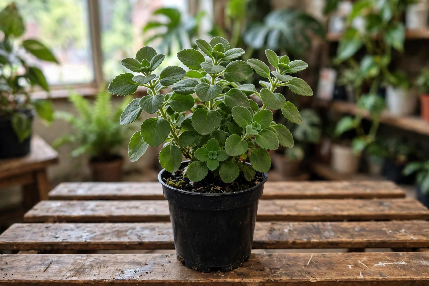 Broadleaf Thyme - non-toxoc