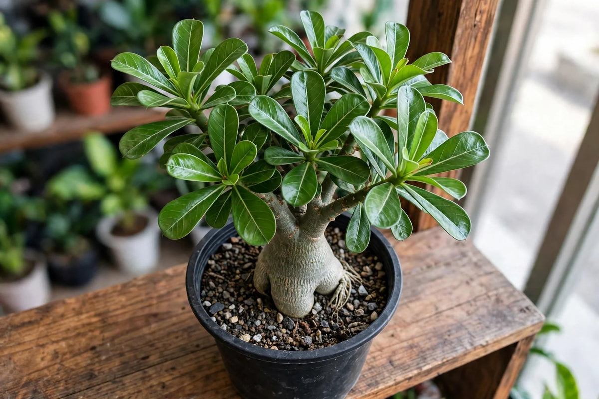 Desert Rose - Adenium Sublime Beauty 6"
