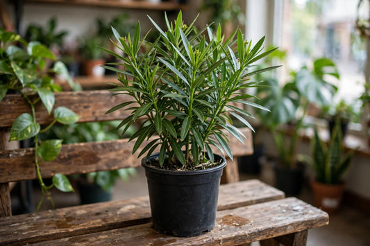 Oleander Bush 10" tpxic