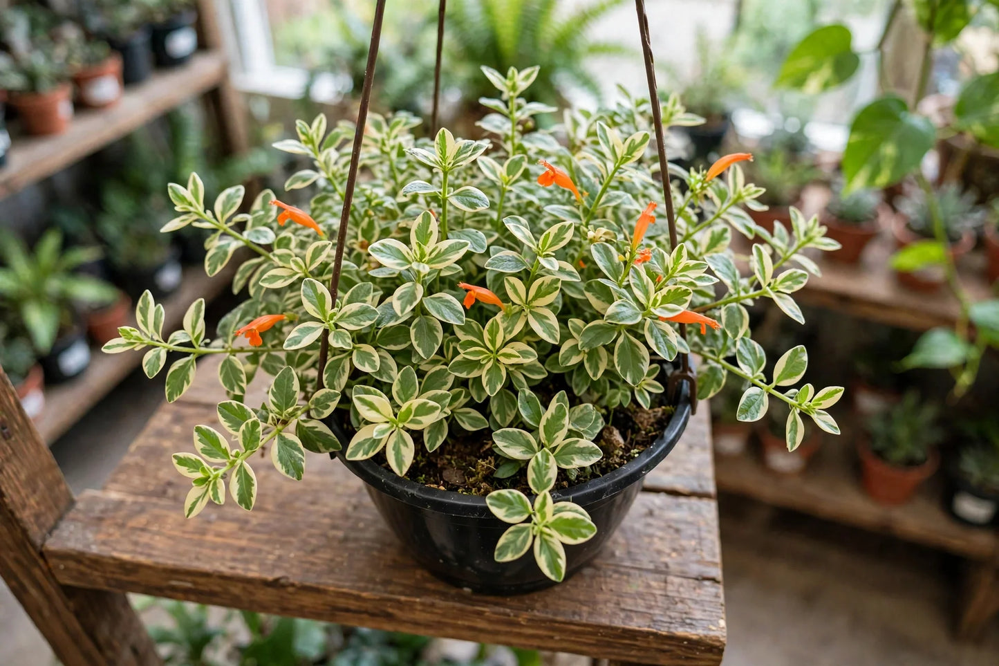 Goldfish Variegated 3.5” HB
