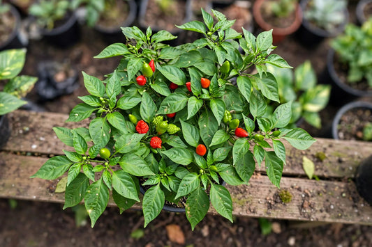 Super hot peppers
