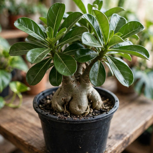 Desert Rose - Adenium Good Luck 6"